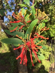 Embothrium coccineum