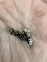 Peltigera collina