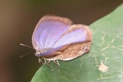 Arhopala major