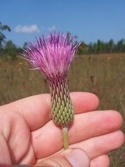 Cirsium lecontei