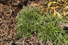 Jacobaea abrotanifolia