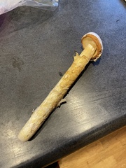 Battarrea phalloides