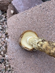Battarrea phalloides
