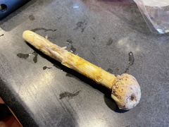 Battarrea phalloides