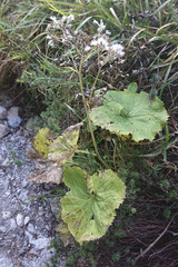 Adenostyles alliariae