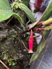 Macleania