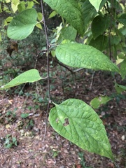 Celtis tenuifolia