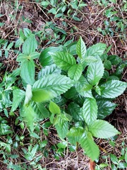 Maesa perlaria formosana