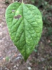 Celtis tenuifolia