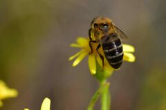 Apis mellifera