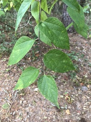 Celtis tenuifolia