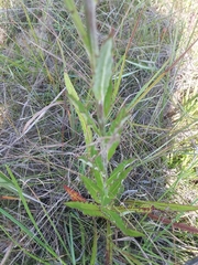 Cirsium lecontei