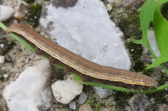 Aedia leucomelas
