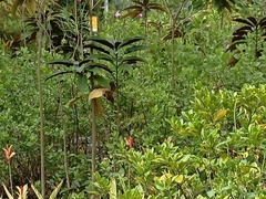 Danaus chrysippus chrysippus