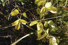 Laserpitium latifolium