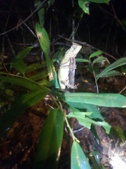 Agamidae