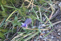 Gentiana clusii