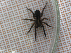 Trochosa