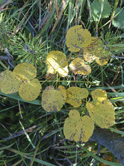 Laserpitium latifolium