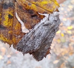 Lithophane ornitopus