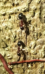 Dolichoderus sibiricus