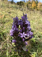Gentianella germanica