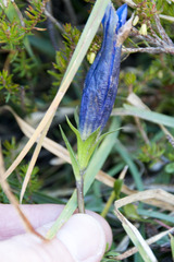 Gentiana clusii