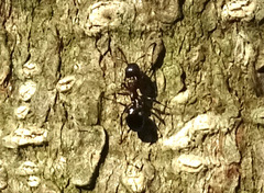 Dolichoderus sibiricus