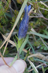 Gentiana clusii