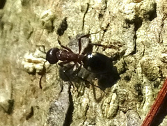 Dolichoderus sibiricus