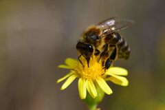 Apis mellifera