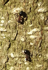 Dolichoderus sibiricus