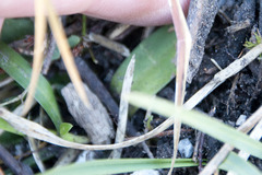 Gentiana clusii