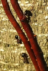 Dolichoderus sibiricus