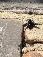 Xylocopa violacea