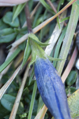 Gentiana clusii