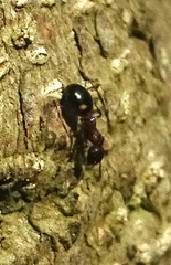 Dolichoderus sibiricus