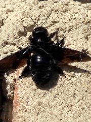 Xylocopa violacea