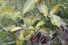 Lonicera alpigena