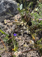 Struthiola ciliata