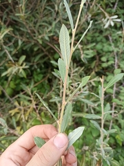 Salix salviifolia