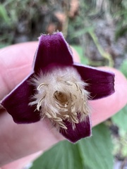 Clematis lasiandra