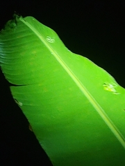 Espadarana prosoblepon