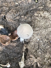 Coprinopsis pseudonivea