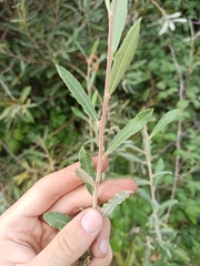 Salix salviifolia
