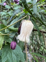 Clematis lasiandra