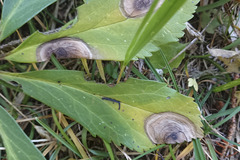 Microsphaeropsis hellebori