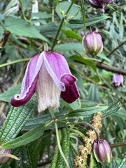 Clematis lasiandra