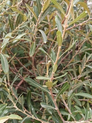 Salix salviifolia