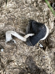 Coprinopsis pseudonivea